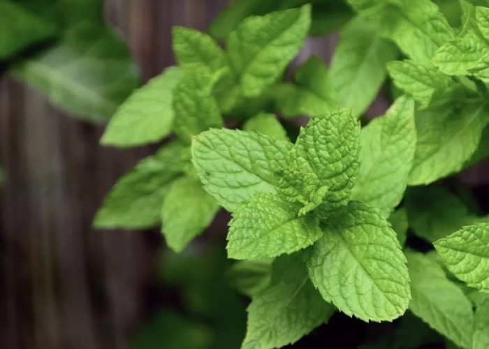 Manfaat Daun Mint untuk Kesehatan yang Perlu Kamu Tahu