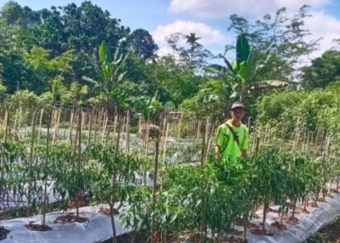 Polsek Kisam Tinggi Bantu Warga Rawat Kebun Cabai, Dukung Ketahanan Pangan