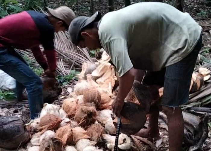 Masih Setia Geluti Kelapa, Tak Mau Beralih ke Pertanian Lain