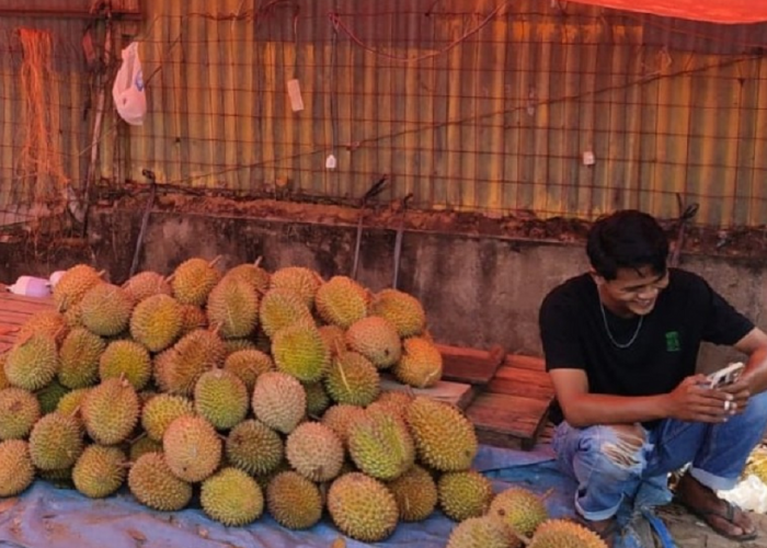 Durian OKU Gagal Panen! Gugur Sebelum Berkembang, Patahkan Harapan Petani ini penyebabnya