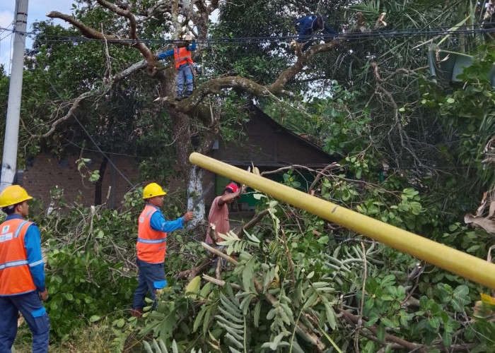 Gotong Royong Warga Bersama Petugas PLN ULP Muara Dua UP3 Lahat Bersihkan Jaringan Dis