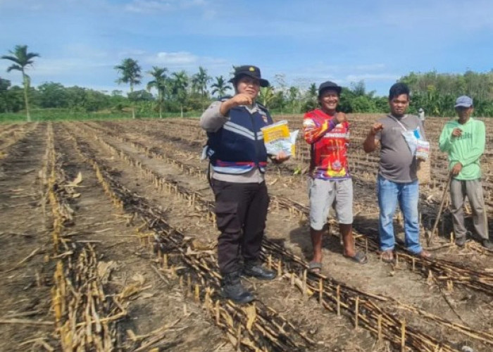 Bhabinkamtibmas Muaradua Inisiasi Kebun Jagung untuk Perkuat Ketahanan Pangan
