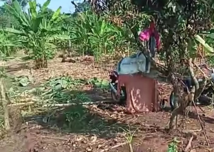 Kawanan Gajah Terus menghantui Warga, Kerap Rusak Area Perkebunan