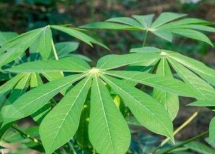 Mengenal Manfaat Tersembunyi Daun Singkong untuk Kesehatan