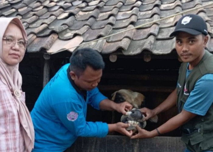 Intensif Lakukan Pemeriksaan Kesehatan Hewan Kurban