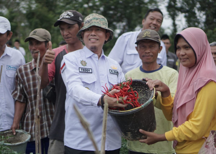 Panen Raya Cabai, Bukti Tanah di Kabupaten OKU Cocok untuk Berbagai Jenis 