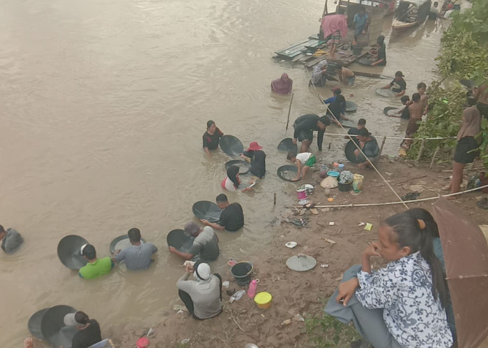 Warga Mendulang Emas di Sungai Rupit, 3 Hari Hasilkan Jutaan Rupiah