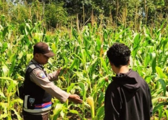 Dukung Ketahanan Pangan, Cek Tanaman Jagung di Desa Binaan