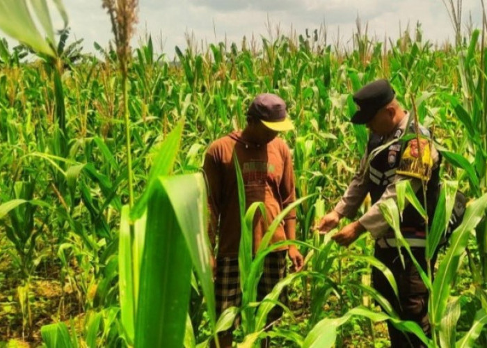 Polisi Dengarkan Keluhan Petani Jagung 
