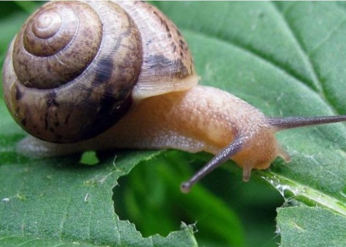 Keunikan Siput yang Jarang Orang Tahu.  Miliki Gigi Seperti Pisau hingga Hidup Beberapa Dekade   