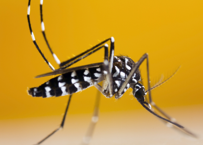 Waspada Virus Japanese Encephalitis atau Radang otak dari Gigitan Nyamuk, Begini Gejalanya