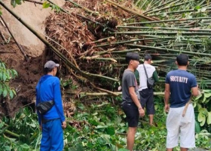 Akses Jalan Desa Tertutup Rumpun Bambu Ambrol Akibat Hujan Deras