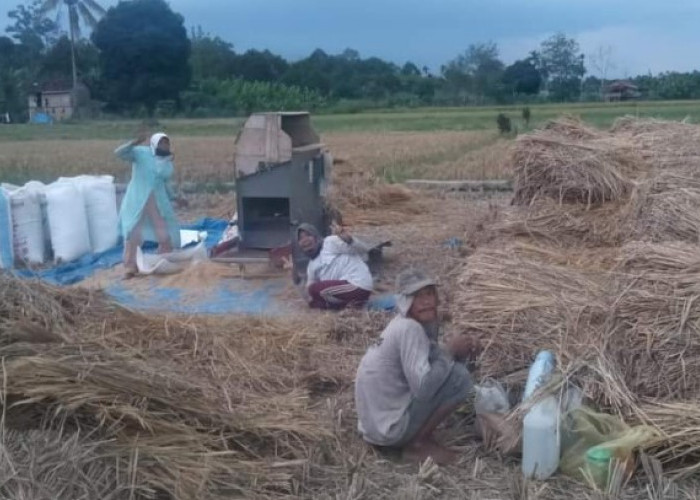 Tingkatkan Produksi Padi, Warga Minta Dibangun Irigasi