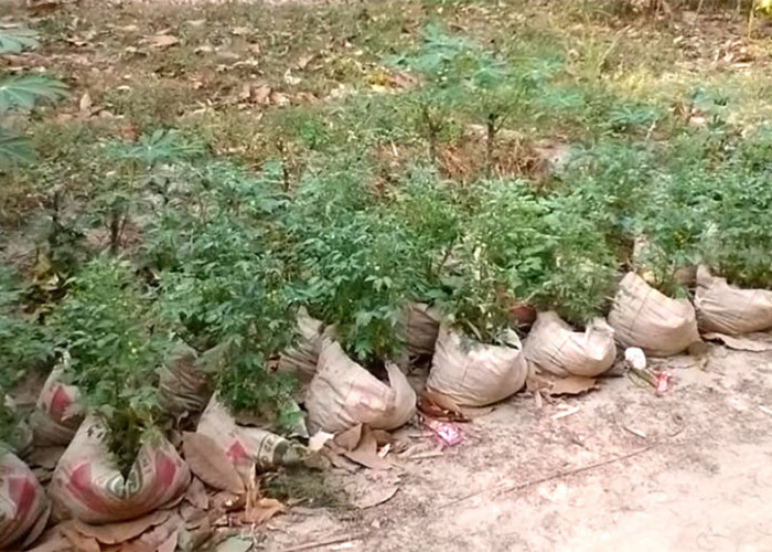 Manfaatkan Karung Semen jadi Polybag