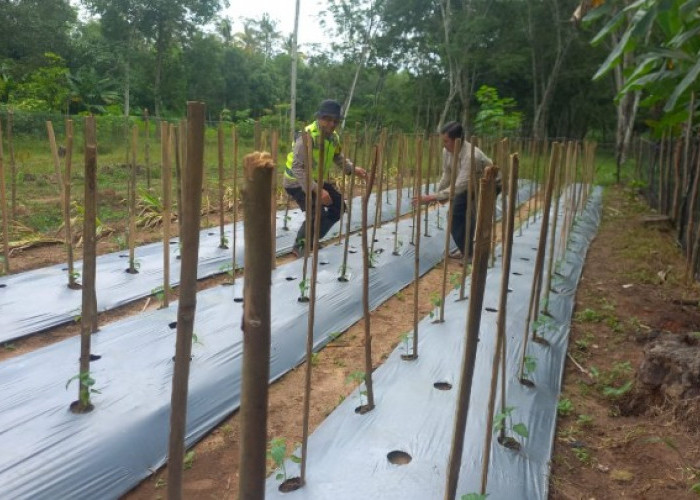 Bhabinkamtibmas  Aktif Lakukan Pendampingan ke Petani