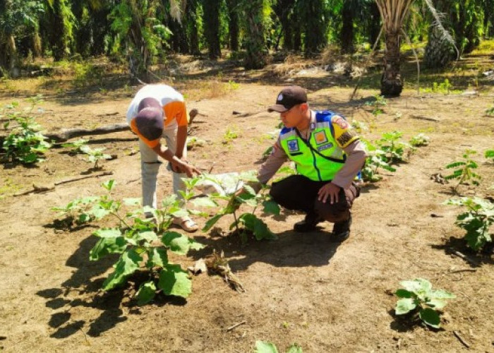 Polsek Simpang Ajak Warga Tanam Sayur di Pekarangan Dukung Ketahanan Pangan