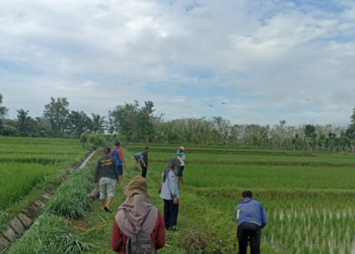 Atasi Dampak Perubahan Iklim, Normalisasi Saluran Irigasi 