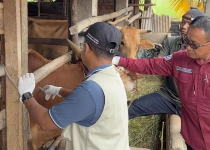 Jelang Ramadan dan Idul Fitri, 5.000 Ternak di OKU Timur Divaksin PMK