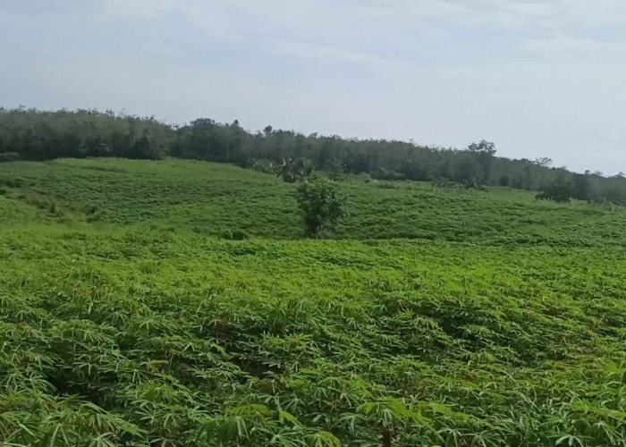 Lebih Menjanjikan, Petani di OKU Mulai Tanam Ubi Racun