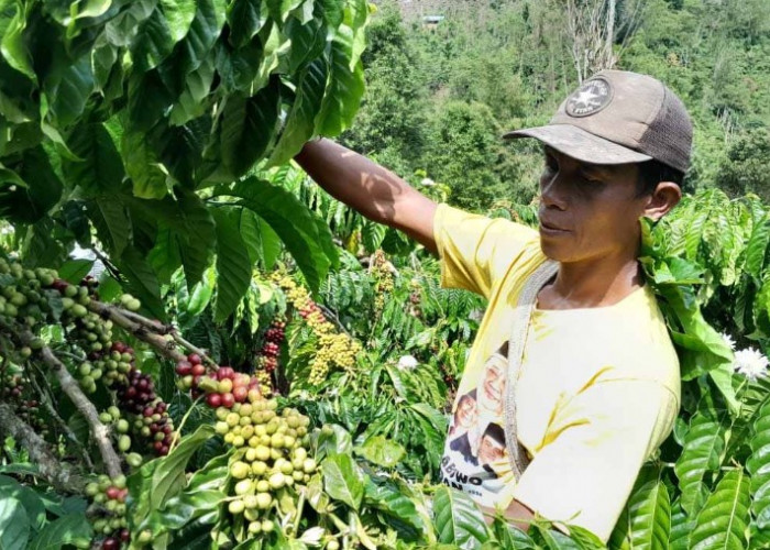 Harga Turun, Petani Pilih Simpan Kopi