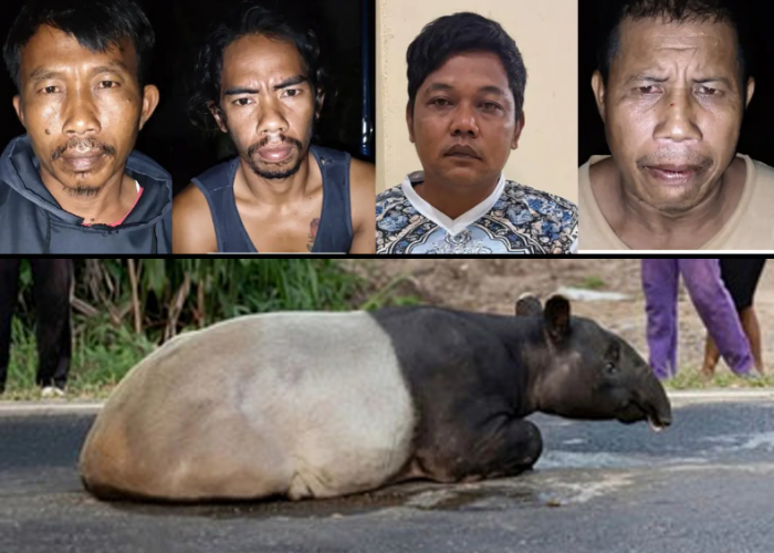 Tapir Dilindungi Disembelih, Empat Warga Mesuji Ditangkap Polisi