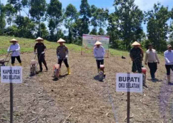 Gelar Tanam Jagung Serentak Dukung Swasembada Pangan 