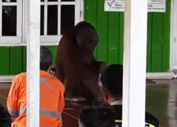 Orang Utan Ikutan Warga Berjamaah Sholat Jumat di Masjid?