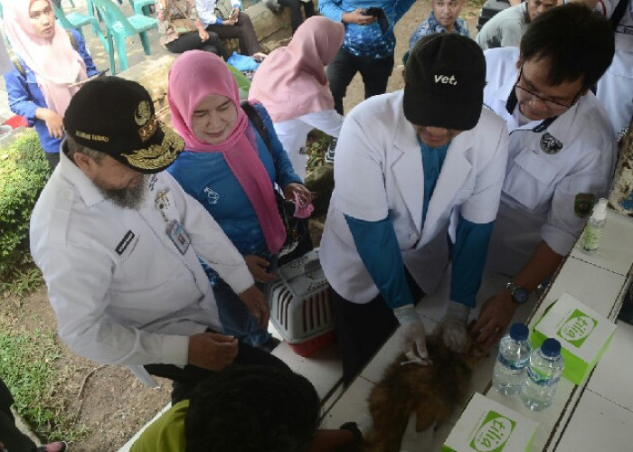 Terbatas, Vaksin Gratis 300 Kucing di OKU