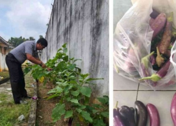 Warga Binaan Rutan Baturaja Turut Jaga Ketahanan Pangan