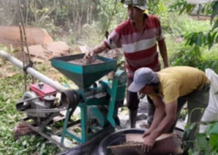 Harga Kopi di OKU Selatan Naik, Kini Capai Rp60 Ribu per Kilogram
