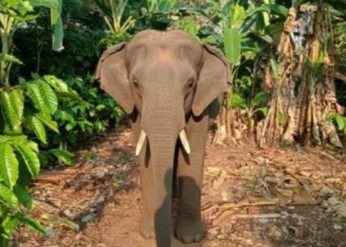 Lima Gajah Liar Masuk Permukiman, Rusak Kebun Warga