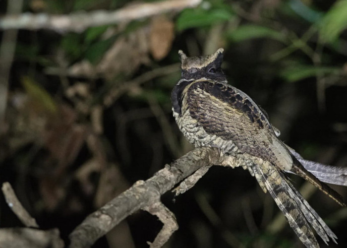 Great Eared Nightjar Kenalan Yuk Sama Burung yang Mirip Naga!