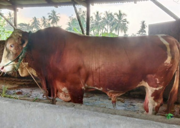 Presiden Prabowo Serahkan Sapi Kurban Seberat Satu Ton untuk Masyarakat OKU Timur