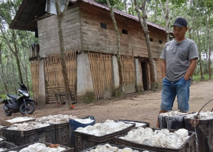 Harga Getah Karet di OKU Selatan Anjlok ke Rp8.000 per Kilo, Petani Kian Tertekan