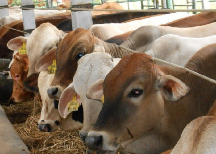 Kemenag OKU Selatan Kurban 12 Ekor Sapi