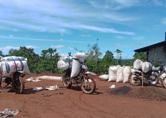 Musim Panen, Harga Kopi OKU Selatan Turun Jadi Rp 43.000/Kg