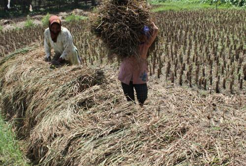 Sektor Pertanian: Penopang Ekonomi, Penyerap Tenaga Kerja