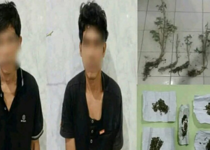 Polisi Gerebek Ladang Ganja di OKU Selatan, Temukan Pohon dan Paket Siap Edar