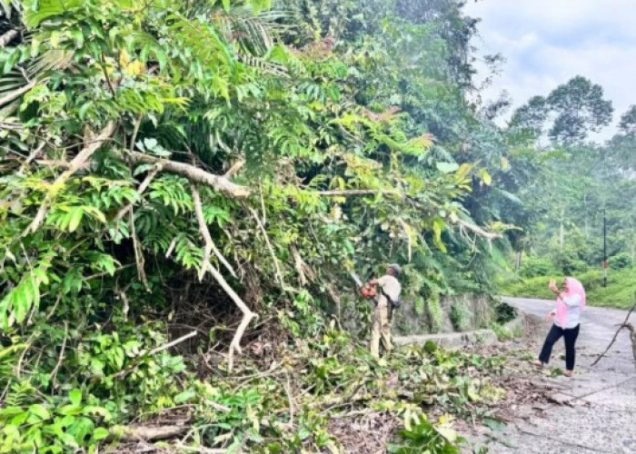 Angin Kencang Tumbangkan Pohon, Akses Jalan Sempat Terganggu