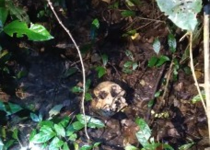 Geger! Tengkorak Manusia Ditemukan di Hutan Belukar 