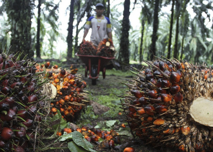 Harga Sawit di OKU Masih Rp2100 Per Kilogram