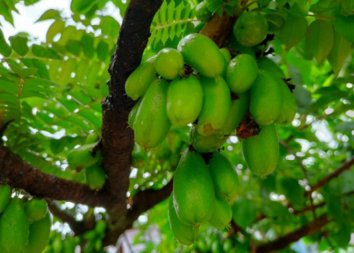 4 Manfaat Belimbing Wuluh untuk Kesehatan yang Jarang Diketahui