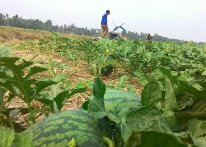 INOVATIF: Manfaatkan Kemarau Petani Menanam Semangka Harga Tinggi Rp 5 ribu per kilogram 