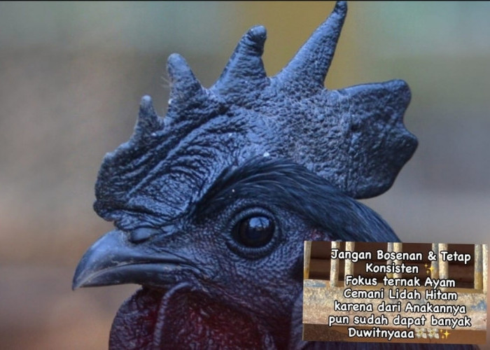 Ini Peluang Usaha Bercuan Fantastis, Beternak Ayam Cemani yang Punya Mitos Keramat 