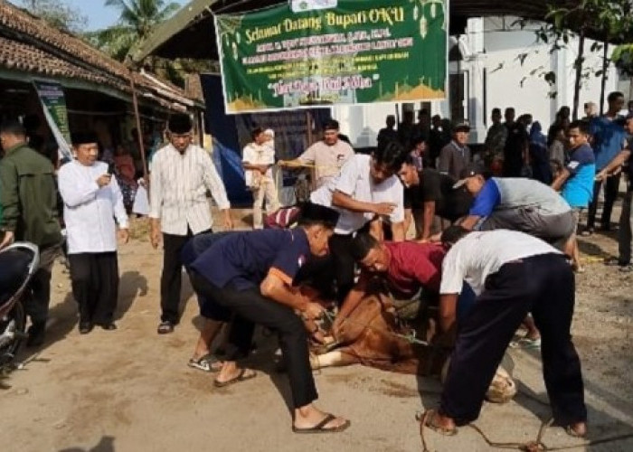 Kurban Spesial dari Presiden: Sapi Jumbo Bikin Panitia di OKU Kewalahan