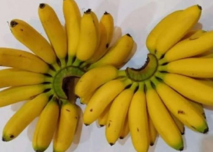 7 Alasan Mengapa Pisang Layak Menjadi Sarapan Pagi Anda