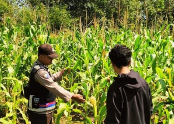 Dampingi Petani Jagung, Dukung Ketahanan Pangan di OKU Selatan