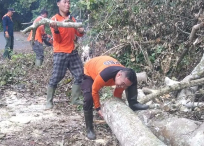 BPBD OKU Selatan Evakuasi Pohon Tumbang di Jalan Jagaraga