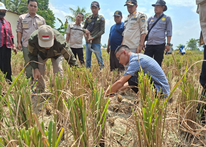 Terapkan Program Salibu, Hemat Biaya Hingga 30 Persen dan Bisa Panen 4 Kali Setahun