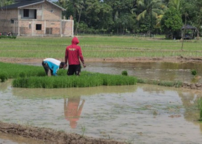 Harga Gabah Naik, Petani OKU Timur Tetap Dihantui Hama dan Ancaman Kemarau